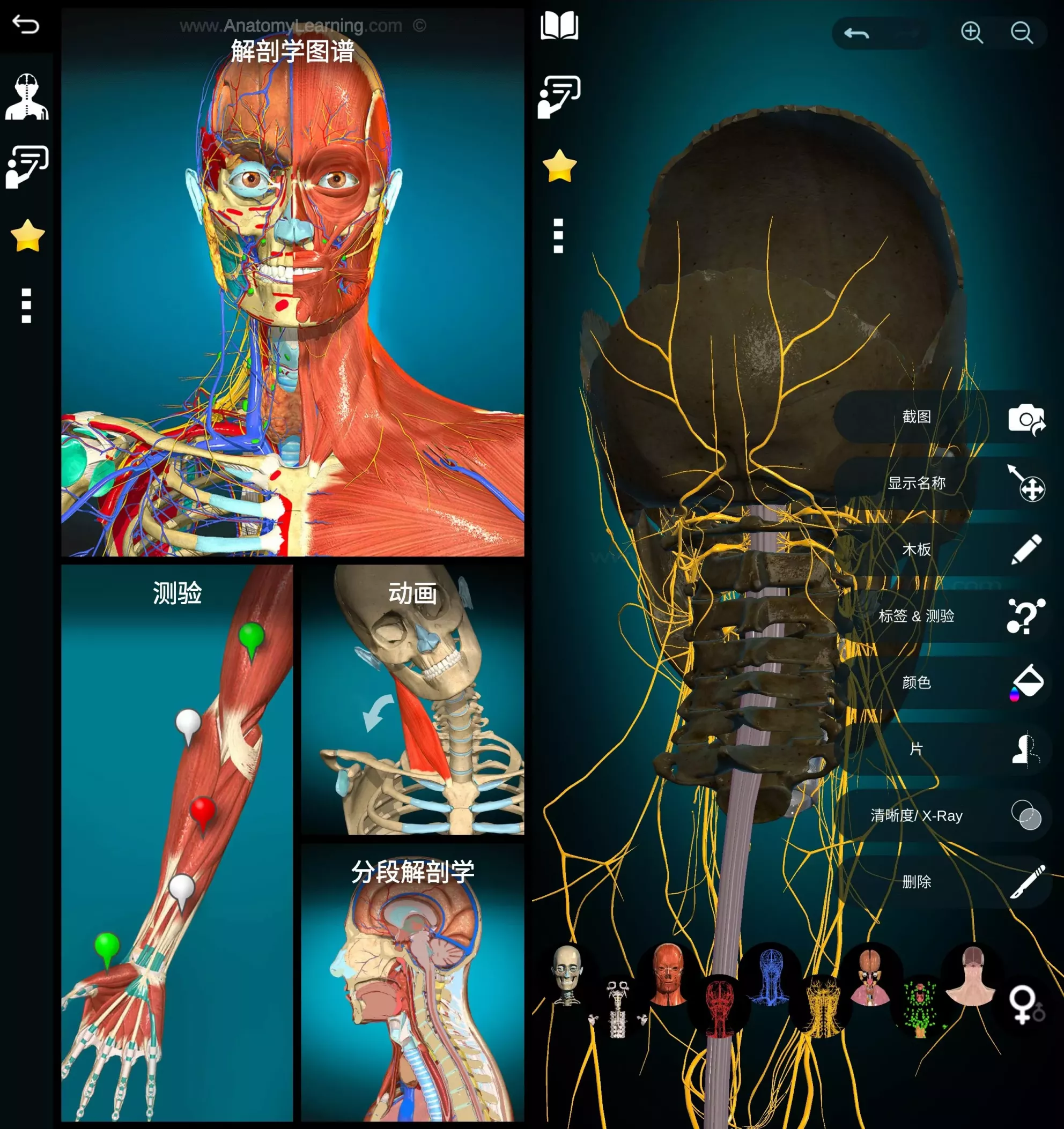 Anatomy Learning 3D解剖学图谱